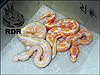 2012 Super Pastel Lavender Albino ( left ) with 2012 Lavender Albino