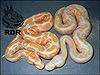 2012 Super Pastel Lavender Albino ( right ) with 2012 Lavender Albino