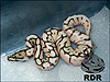 2012 Leopard Spider Lesser