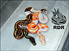 2012 Piebald 100% het Dream and 2012 DREAM