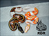 2012 Piebald 100% het Dream and 2012 DREAM