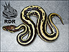 2012 Leopard Lesser