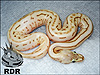 2012 Leopard Spider Pinstripe Lesser