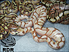 2012 Enchi Spider Lesser