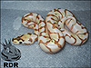 2012 Enchi Spider Lesser