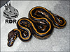 2012 Leopard Black Head 100% het Piebald