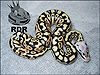 2012 Super Pastel het Clown male