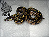 2012 Black Head het Piebald