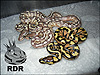 2012 Platties with Enchi poss het Platty