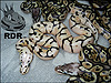 2012 Pastel Spider Het Red Axanthic