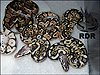 2012 Pastel Het Red Axanthics