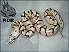 2012 Pastel Spider Het Red Axanthic