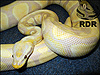 adult Pastel Lavender Albino