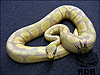 adult Pastel Lavender Albino