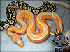 2013 Pastel Striped Lavender Albino