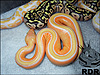 2013 Pastel Striped Lavender Albino