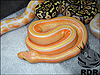 2013 Pastel Striped Lavender Albino