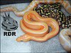 2013 Pastel Striped Lavender Albino