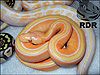 2013 Pastel Striped Lavender Albino