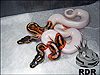 2013 Pieds 66% poss het Albino