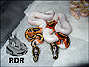 2013 Pieds 66% poss het Albino