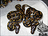 2013 Black Heads 50% poss het Clown