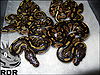 2013 Black Heads 50% poss het Clown