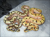 2013 Enchi Spider ( left ) 2013 B/R Tangerine Enchi Spider ( right )