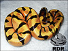 2013 B/R Tangerine Enchi