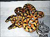 B/R Enchi ( top ) B/R Tangerine Enchi ( below )