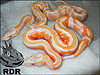 2013 Dreamsicle with a 2013 Lavender Albino 100% het DREAM