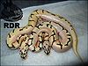 Tang Spider Fire ( bottom ) Tang Enchi Fire Spider ( top )