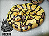 2014 Tangerine Enchi Pastel