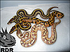 from top to bottom - Leo Lesser, Enchi Leo and Enchi Lesser
