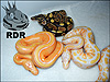 2014 pastel striped lav albino with 2014 pastel lav albino