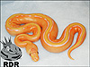 2014 pastel striped lav albino