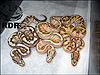 From left to right, Fire, Het SS Enchi Lesser, Enchi Lesser 