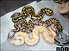 2014 Pastel Lavender Albino, Super Pastel 66% poss het lav albino and pastel 66% ph lav albino