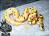 2014 Tangerine Enchi Spider Desert-Lemon