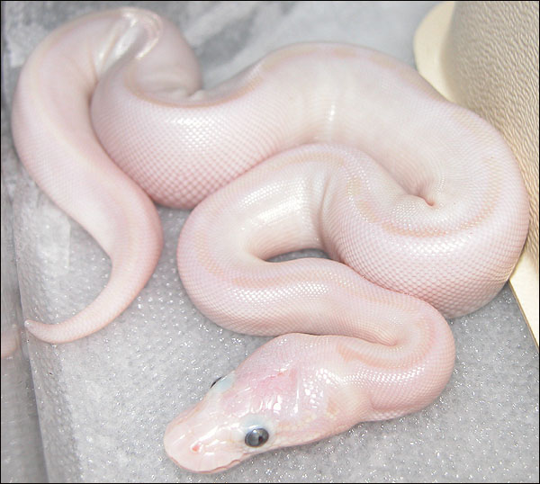 Ralph Davis Reptiles