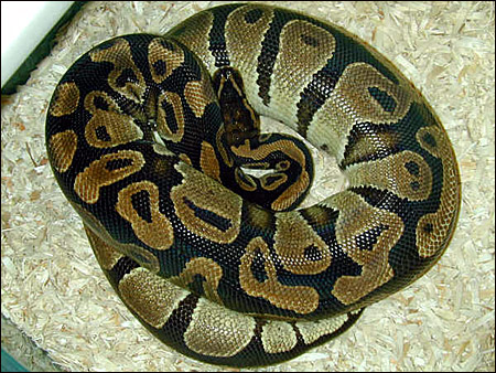 Ball Python Ovulating