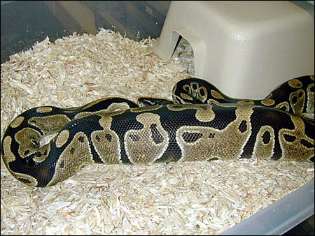 Ball Python Ovulating