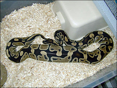 Ball Python Ovulating