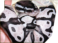 Axanthic Pastel "NERD Line"