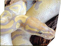 Caramel Glow ball python