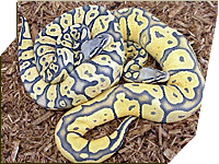 Hypo Pastel