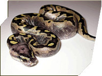 Marbled Pastel