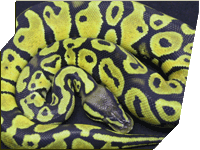 Pastel Congo