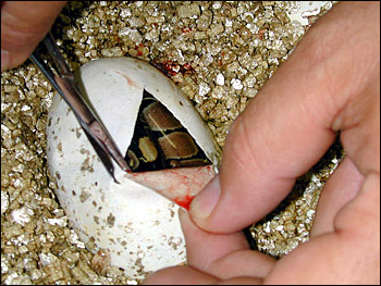 Carefully  skinning back the egg with-out disturbing the blood vessels