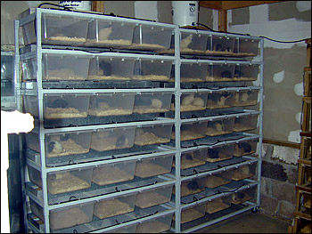 Rat breeder racks